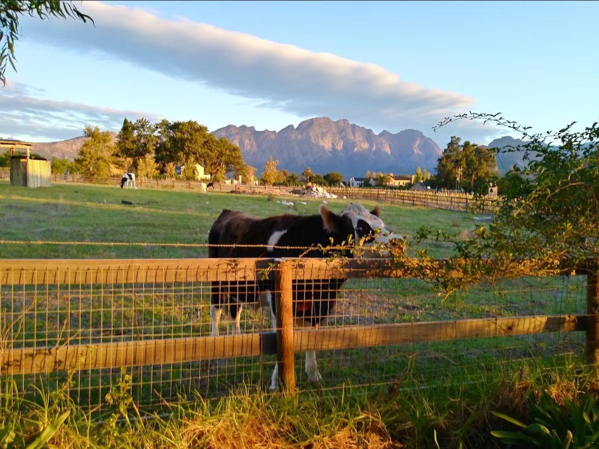 Olive And Vine Farm Cottage Franschhoek Exterior foto