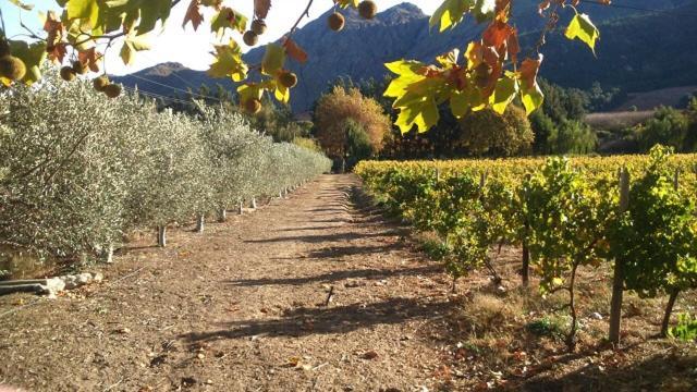 Olive And Vine Farm Cottage Franschhoek Exterior foto